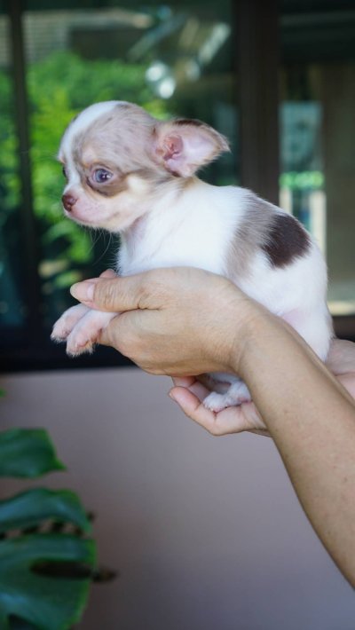 ผู้หญิงขนยาว น้องเมอร์ลี่ (Merly)