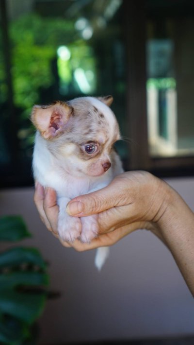 ผู้หญิงขนยาว น้องเมอร์ลี่ (Merly)