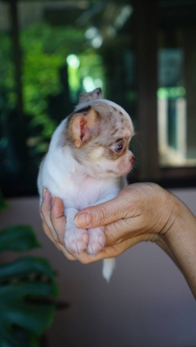 ผู้หญิงขนยาว น้องเมอร์ลี่ (Merly)