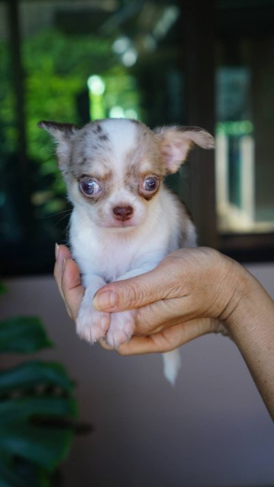 ผู้หญิงขนยาว น้องเมอร์ลี่ (Merly)