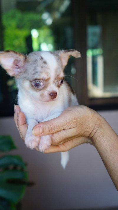 ผู้หญิงขนยาว น้องเมอร์ลี่ (Merly)