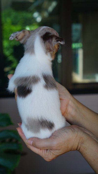 ผู้หญิงขนยาว น้องเมอร์ลี่ (Merly)