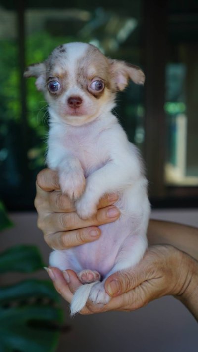 ผู้หญิงขนยาว น้องเมอร์ลี่ (Merly)