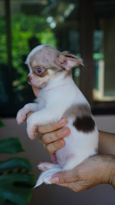 ผู้หญิงขนยาว น้องเมอร์ลี่ (Merly)