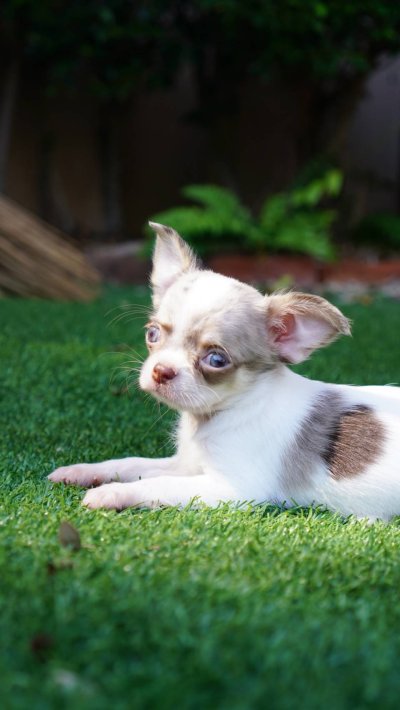 ผู้หญิงขนยาว น้องเมอร์ลี่ (Merly)