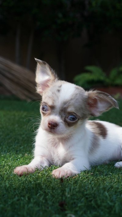 ผู้หญิงขนยาว น้องเมอร์ลี่ (Merly)