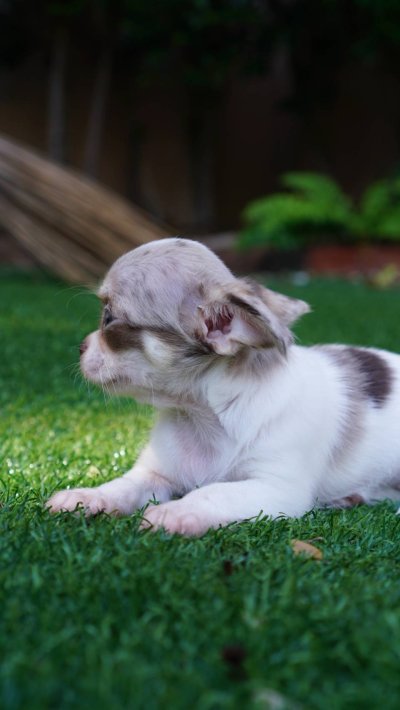 ผู้หญิงขนยาว น้องเมอร์ลี่ (Merly)