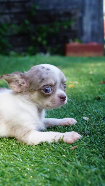 ผู้หญิงขนยาว น้องเมอร์ลี่ (Merly)