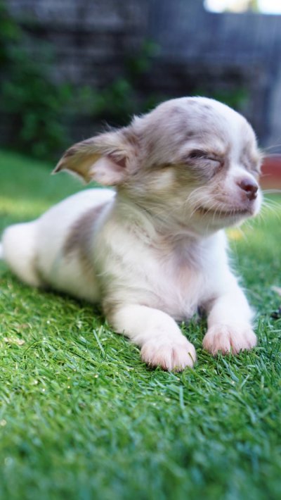 ผู้หญิงขนยาว น้องเมอร์ลี่ (Merly)