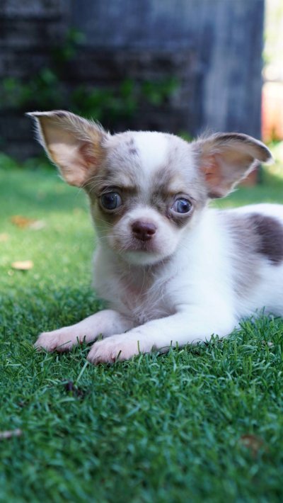 ผู้หญิงขนยาว น้องเมอร์ลี่ (Merly)