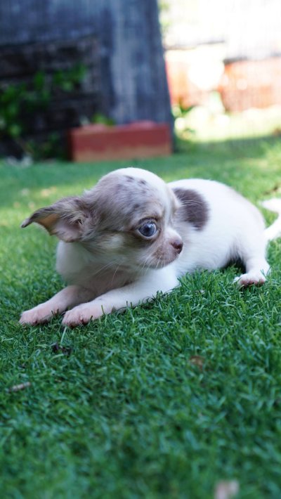 ผู้หญิงขนยาว น้องเมอร์ลี่ (Merly)