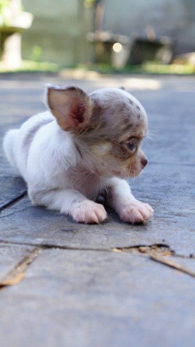 ผู้หญิงขนยาว น้องเมอร์ลี่ (Merly)