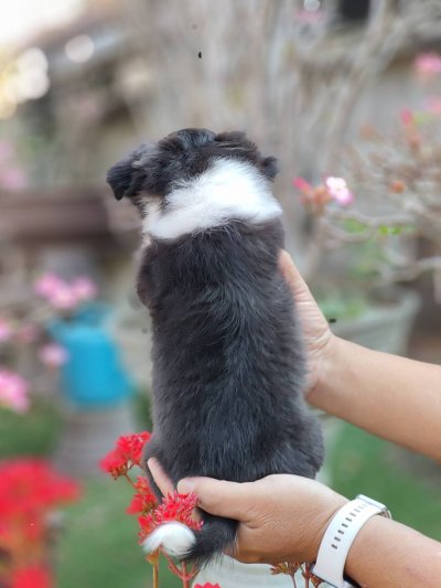 ผู้หญิงขนยาว น้องแพนด้า(Panda)