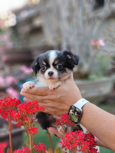 ผู้หญิงขนยาว น้องแพนด้า(Panda)