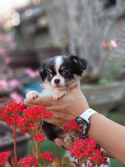 ผู้หญิงขนยาว น้องแพนด้า(Panda)