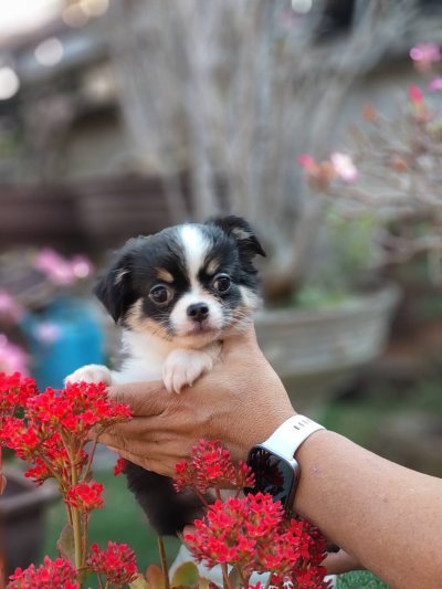 ผู้หญิงขนยาว น้องแพนด้า(Panda)