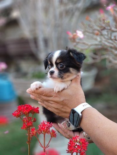 ผู้หญิงขนยาว น้องแพนด้า(Panda)