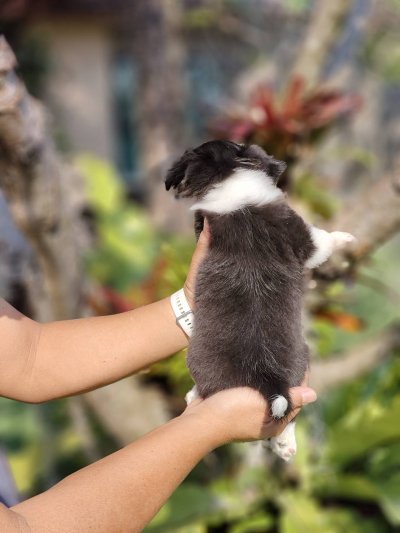 ผู้หญิงขนยาว น้องแพนด้า(Panda)