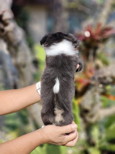 ผู้หญิงขนยาว น้องแพนด้า(Panda)