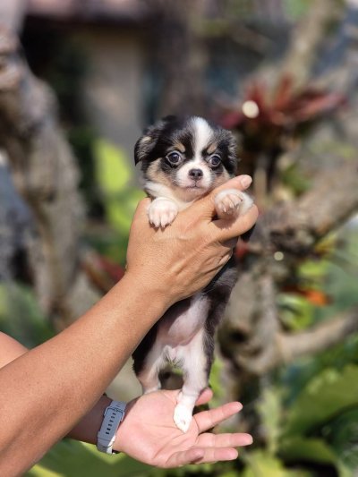 ผู้หญิงขนยาว น้องแพนด้า(Panda)