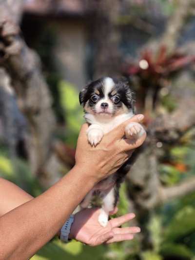 ผู้หญิงขนยาว น้องแพนด้า(Panda)