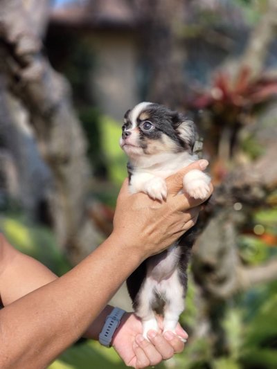 ผู้หญิงขนยาว น้องแพนด้า(Panda)