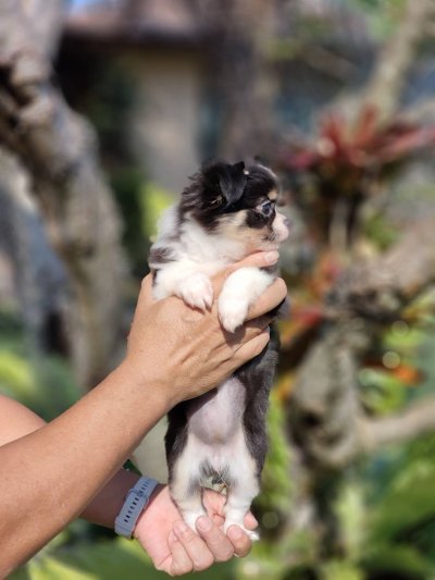 ผู้หญิงขนยาว น้องแพนด้า(Panda)