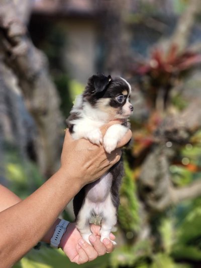 ผู้หญิงขนยาว น้องแพนด้า(Panda)