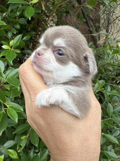 ผู้หญิงขนยาว น้องเอมี่ (Amy)