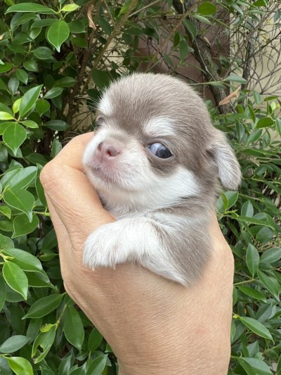 ผู้หญิงขนยาว น้องเอมี่ (Amy)