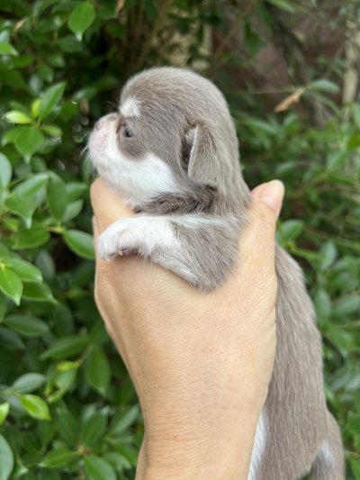 ผู้หญิงขนยาว น้องเอมี่ (Amy)