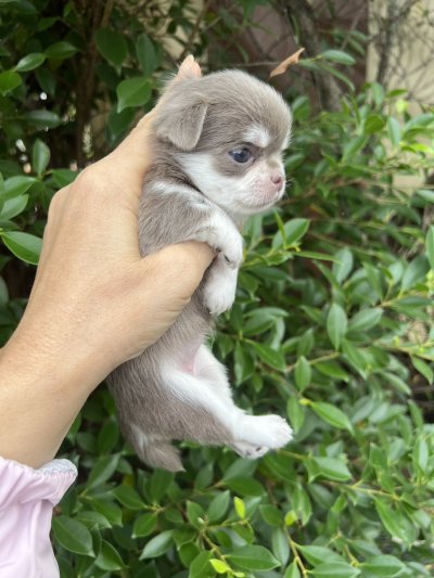 ผู้หญิงขนยาว น้องเอมี่ (Amy)