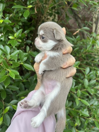 ผู้หญิงขนยาว น้องเอมี่ (Amy)