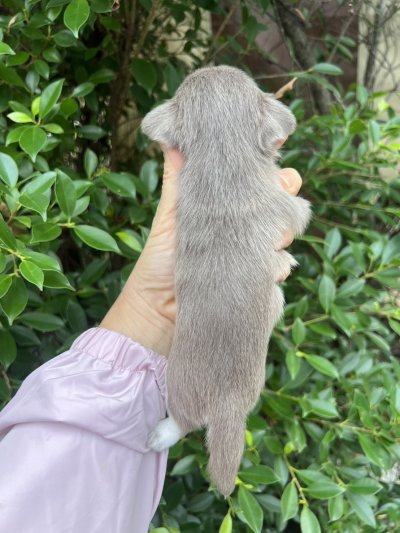 ผู้หญิงขนยาว น้องเอมี่ (Amy)