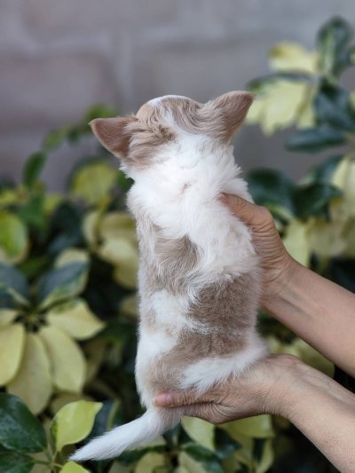 ผู้ชายขนยาว น้องลาเต้(Latte)