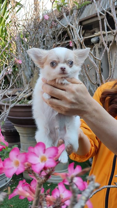 ผู้ชายขนยาว น้องลาเต้(Latte)