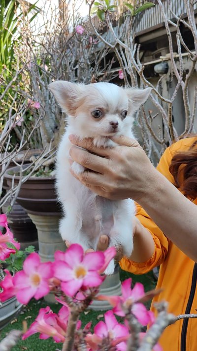 ผู้ชายขนยาว น้องลาเต้(Latte)