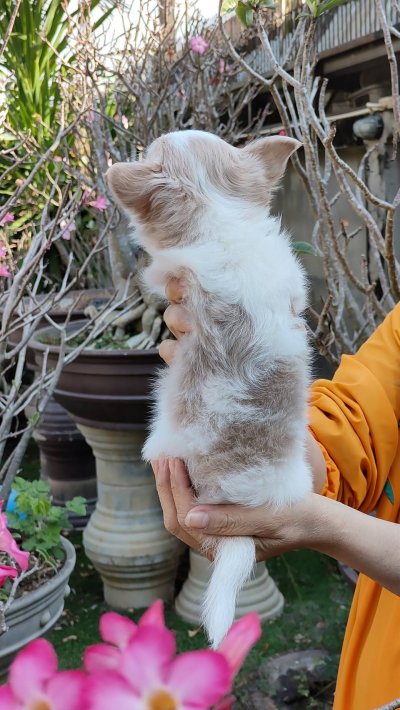 ผู้ชายขนยาว น้องลาเต้(Latte)