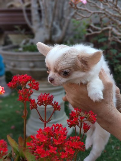 ผู้ชายขนยาว น้องลาเต้(Latte)