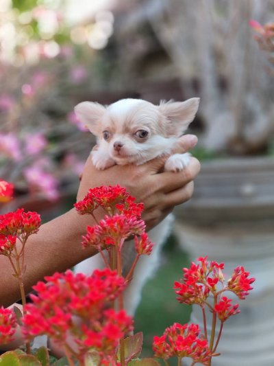 ผู้ชายขนยาว น้องลาเต้(Latte)