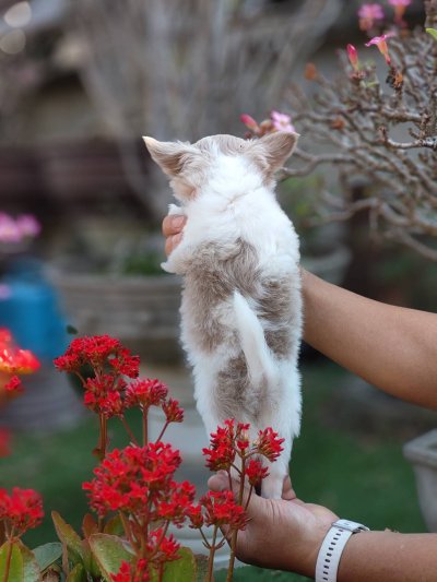 ผู้ชายขนยาว น้องลาเต้(Latte)