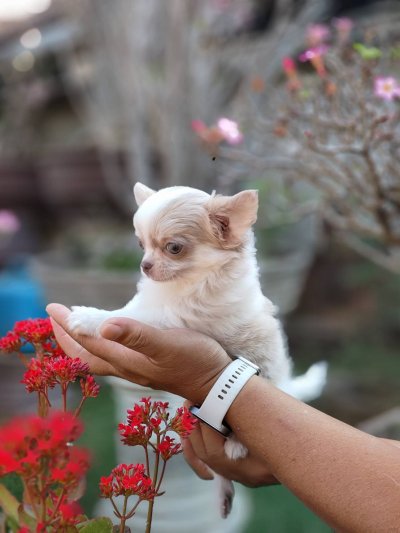 ผู้ชายขนยาว น้องลาเต้(Latte)