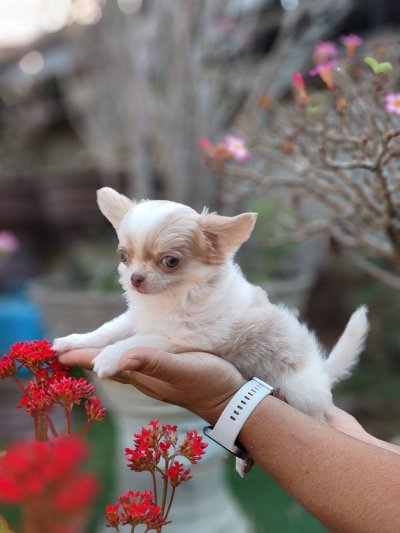 ผู้ชายขนยาว น้องลาเต้(Latte)