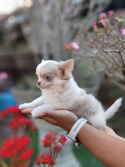 ผู้ชายขนยาว น้องลาเต้(Latte)