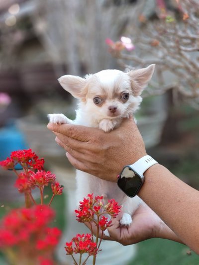 ผู้ชายขนยาว น้องลาเต้(Latte)