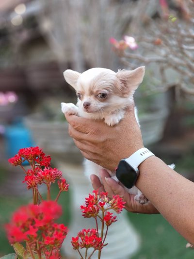 ผู้ชายขนยาว น้องลาเต้(Latte)