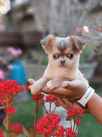 ผู้ชายขนยาว น้องลูคัส (Lucas)