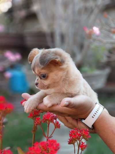 ผู้ชายขนยาว น้องลูคัส (Lucas)