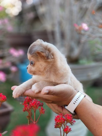 ผู้ชายขนยาว น้องลูคัส (Lucas)