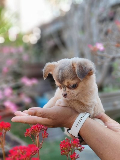 ผู้ชายขนยาว น้องลูคัส (Lucas)